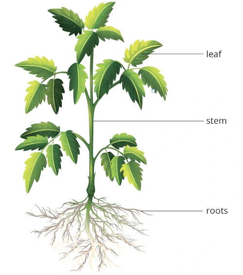 Plants and Their Parts Primary 3 Science Geniebook